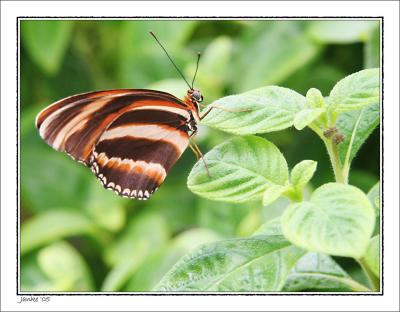 v3/05/317005/3/49716269.Butterflyhouse10.jpg