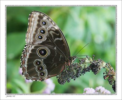 v3/05/317005/3/49716394.Butterflyhouse6crop.jpg