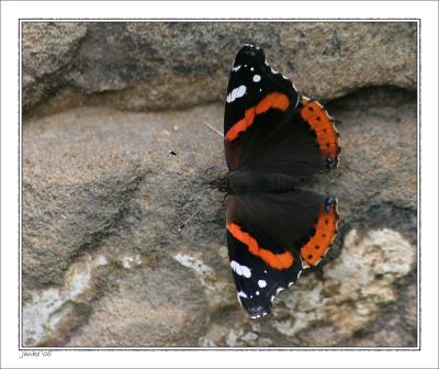 v3/05/317005/3/49717110.RedAdmiralnew.jpg