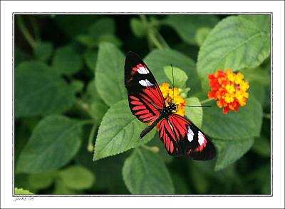 v3/05/317005/3/49717353.Butterflyhouse1_filtered.jpg