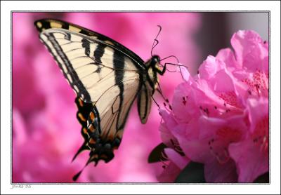 v3/05/317005/3/49717418.PinkandYellow.jpg