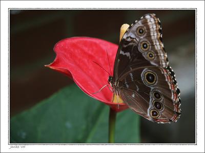 v3/05/317005/3/49718127.Butterflyhouse12.jpg
