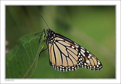 v3/05/317005/3/49803204.Monarch_USM.jpg