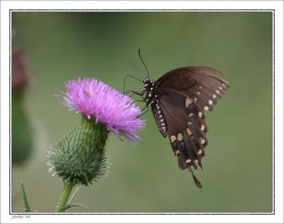 Butterfly Collection