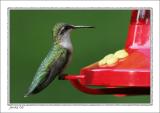 Hummingbird at Feeder