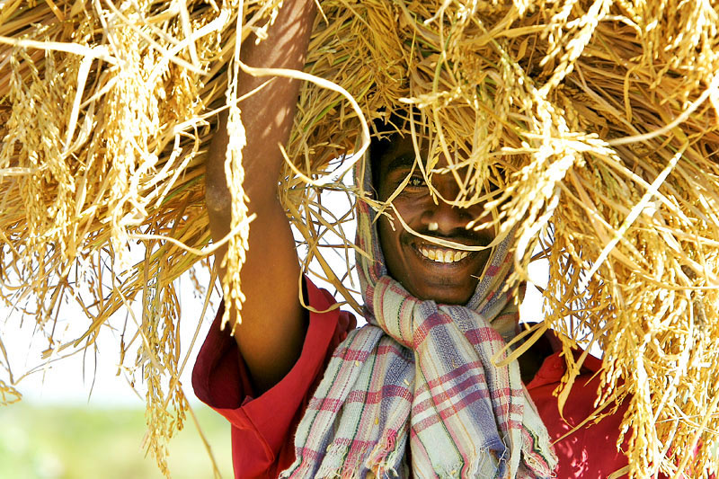 Joyful rice harvest.