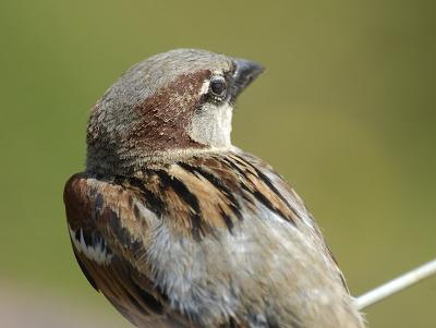 Cotswold Wildlife Park