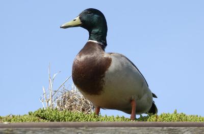 DSC_4137.jpg