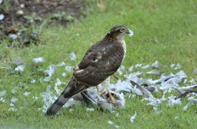 DSC_2091.jpg