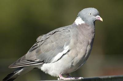 DSC_2169.jpg