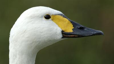 DSC_2438.jpg