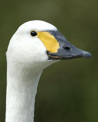 DSC_2439.jpg