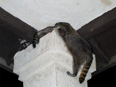 Raccoons-on-Porch-Post.jpg
