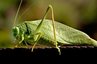 Leafhopper-2.