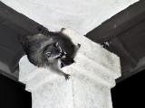 Raccoons-getting-baby.jpg