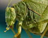 Leafhopper