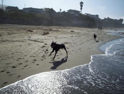 dobermans running