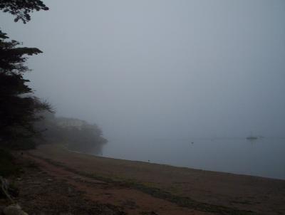 foggy scene in morro bay state park 2