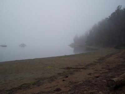 foggy scene in morro bay state park