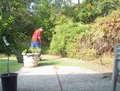 planting the clementine 1