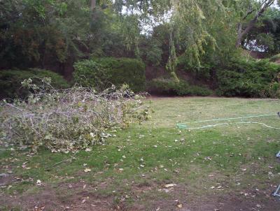 fallen branch from poplar