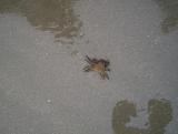 a crab