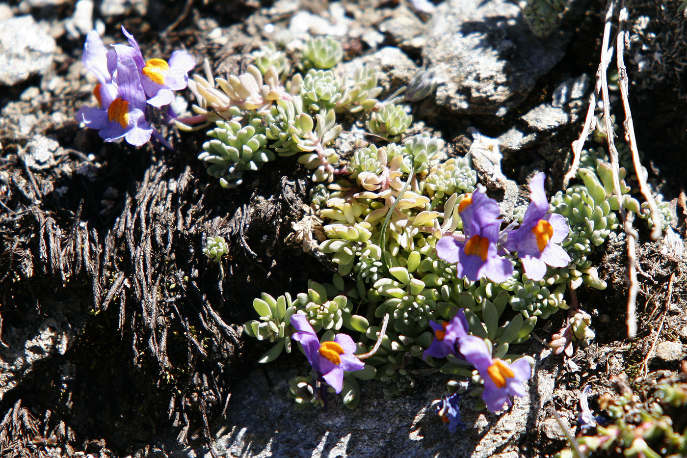 linaire-des-alpes.jpg