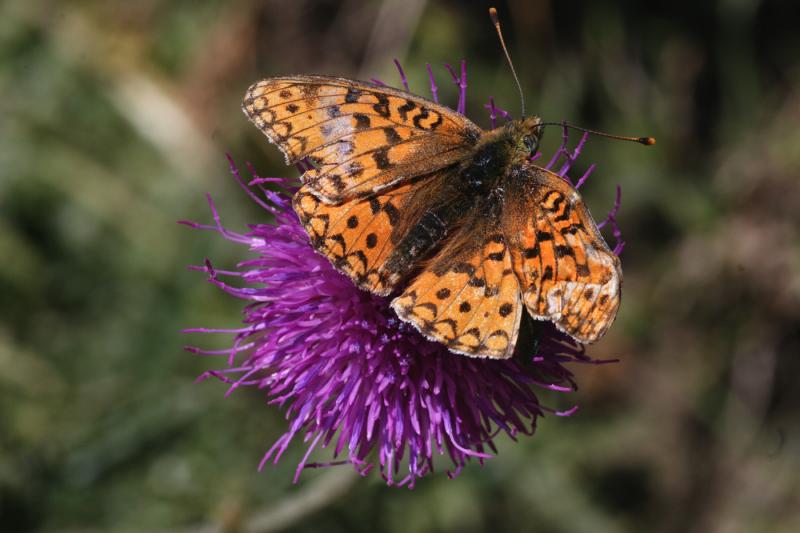 papillon sur un chardon des montagnes