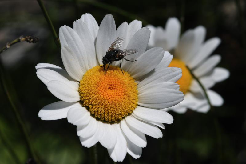 marguerites