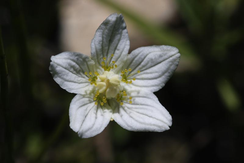 parnassie des marais