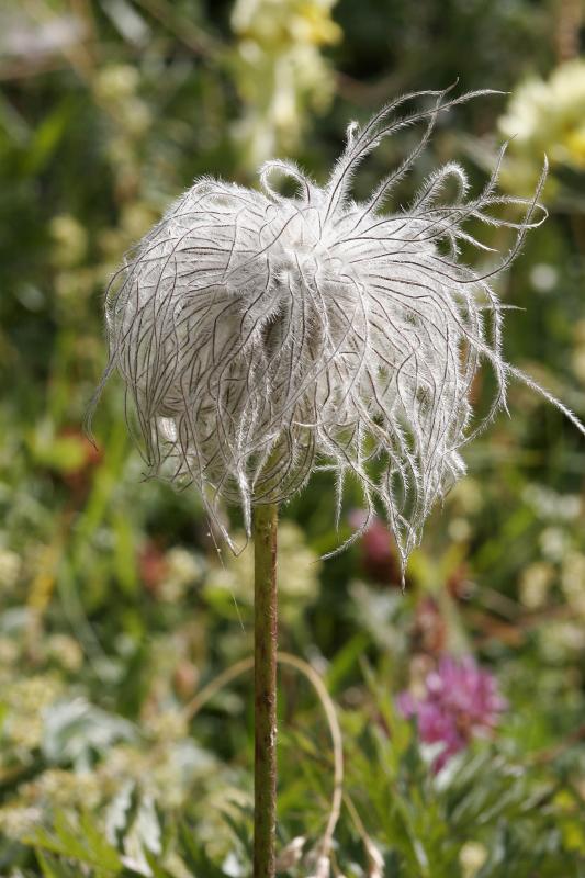 anemone pulsatile