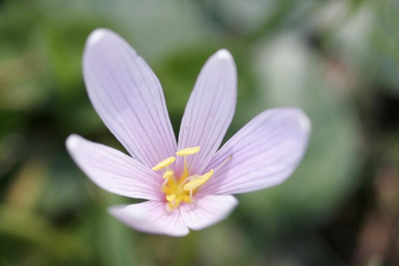 colchique (des alpes ou dautomne)