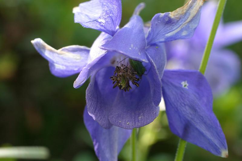 ancolie alpine