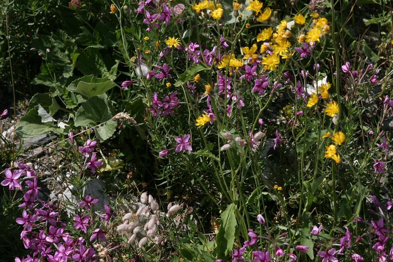 fleurs - diverses.jpg