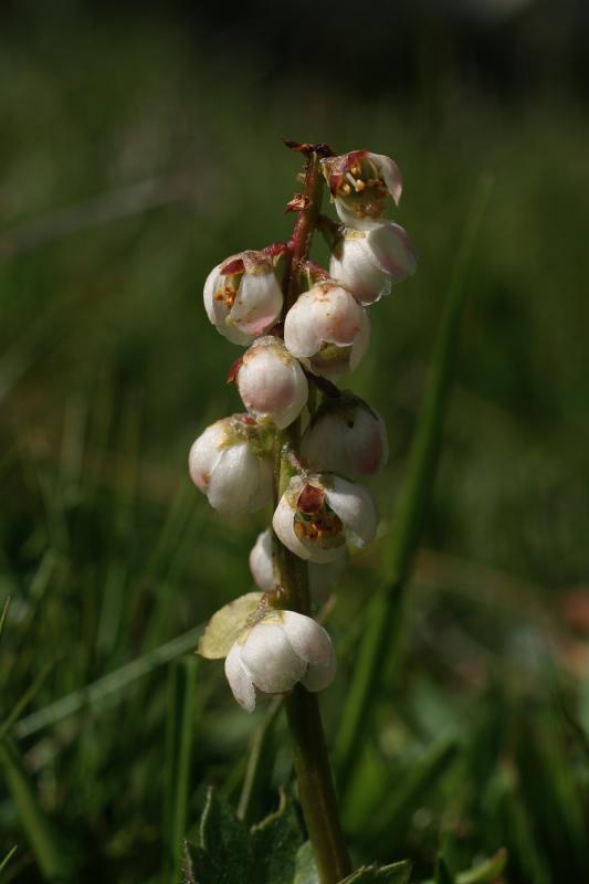 pyrole