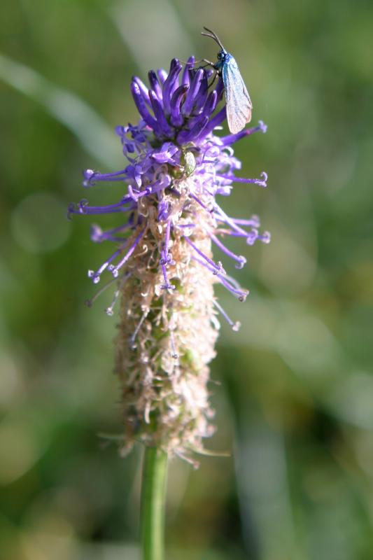 phyteuma (raiponce)