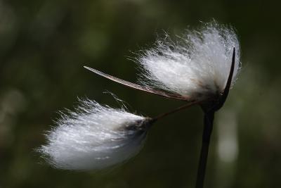 linaigrette