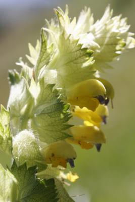 rhinante crete de coq