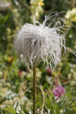 anemone pulsatile