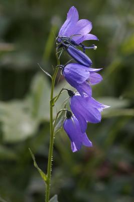 campanule de scheuchzer