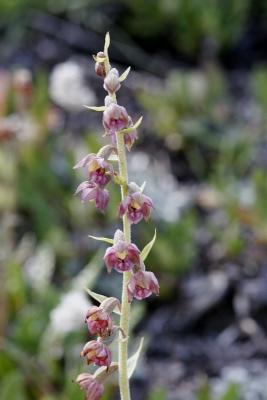 epipactis pourpre noiratre