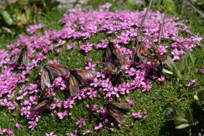 Silene acaule