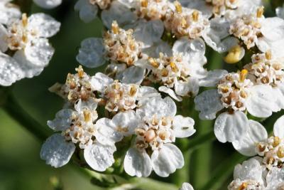 achillee ( mille feuilles ?)