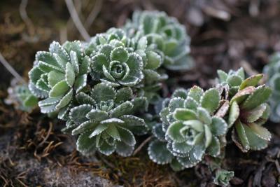 rosettes de saxyfrage