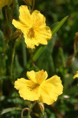 hlanthme  grande fleurs