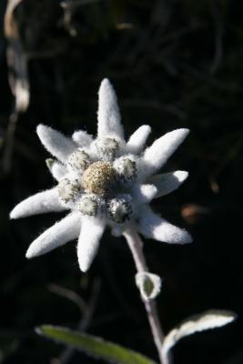 Edelweiss.jpg
