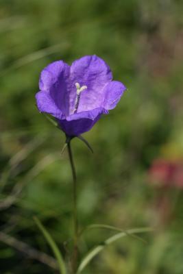 Campanule