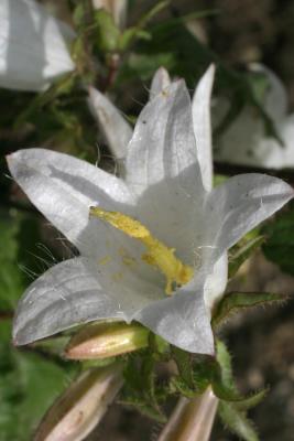 lis-blanc.jpg