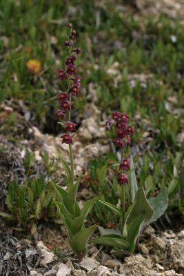 epipactis pourpre noirtre (epipactis atrorubens)