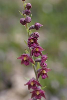 epipactis pourpre noirtre (epipactis atrorubens)